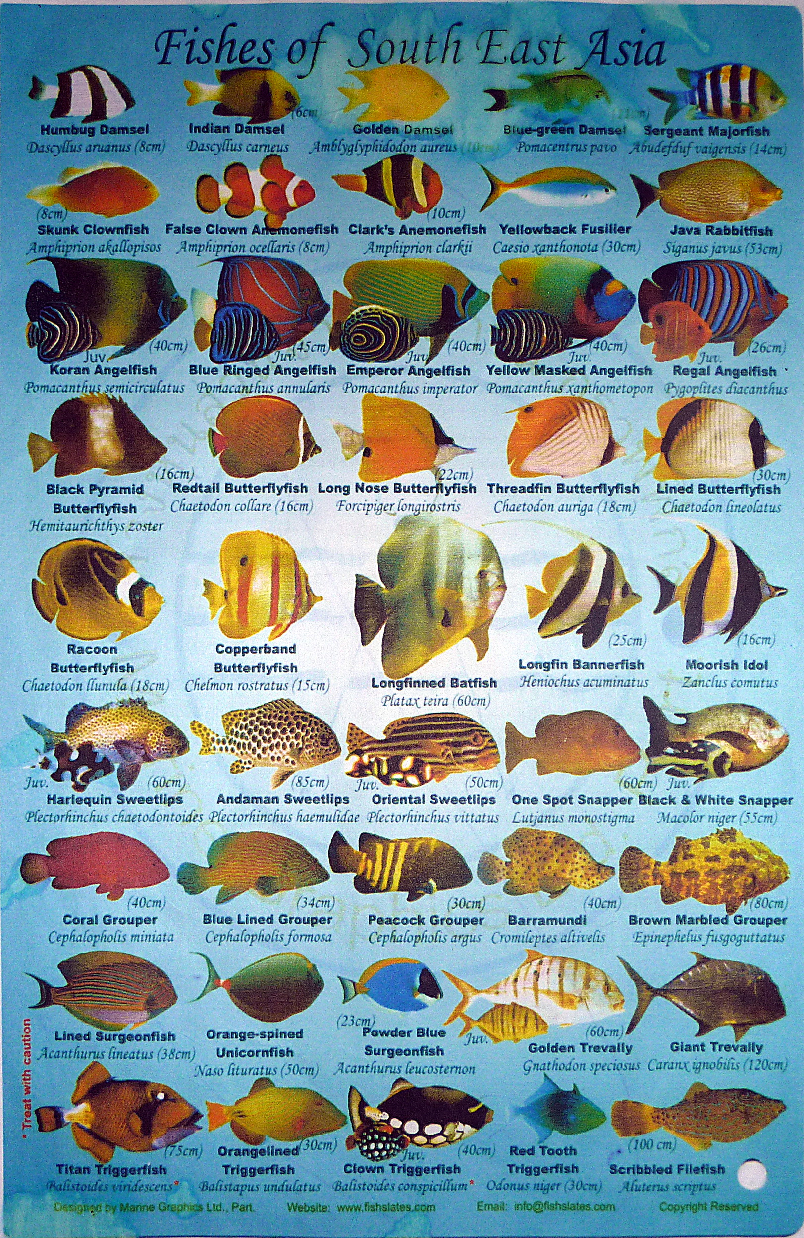 2011 - 03 - Faune et flore aquatique asie du sud est 2